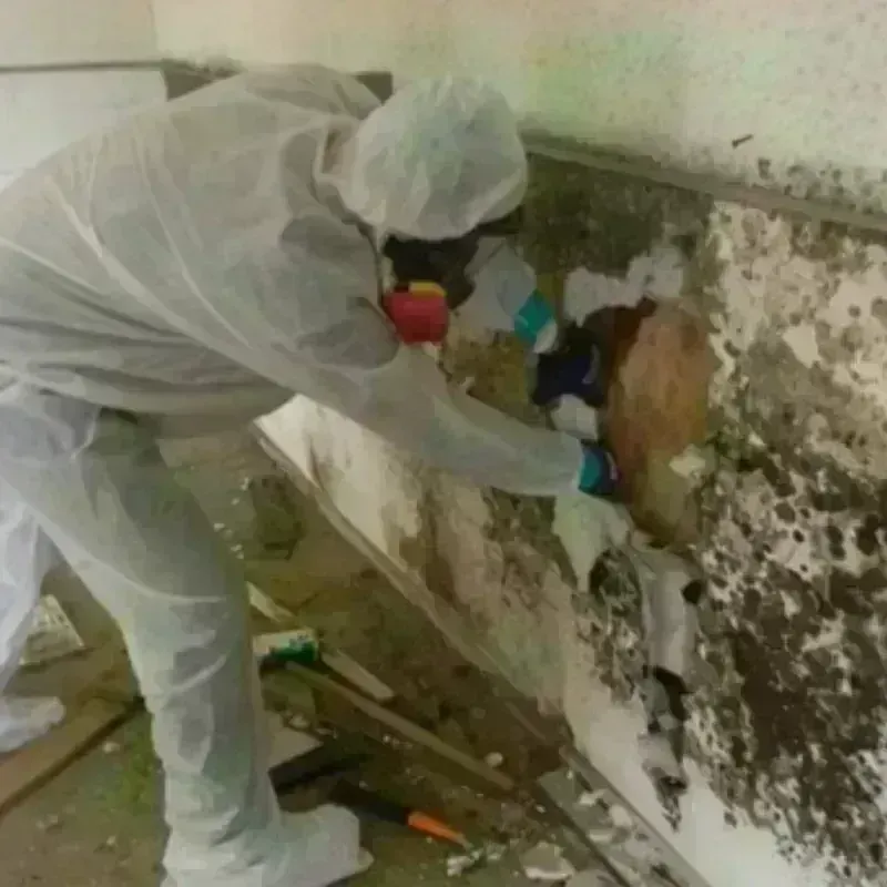 Mold Remediation and Removal in Covina, CA